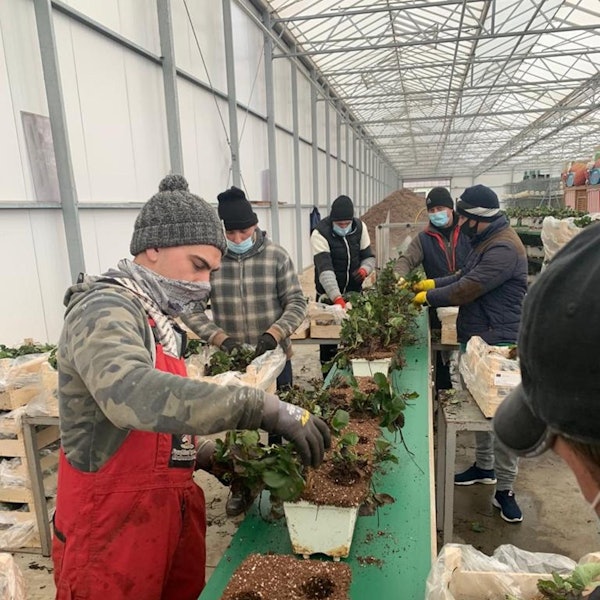 Erntehelfer aus Rumänien sind zurück in Swisttal PIC