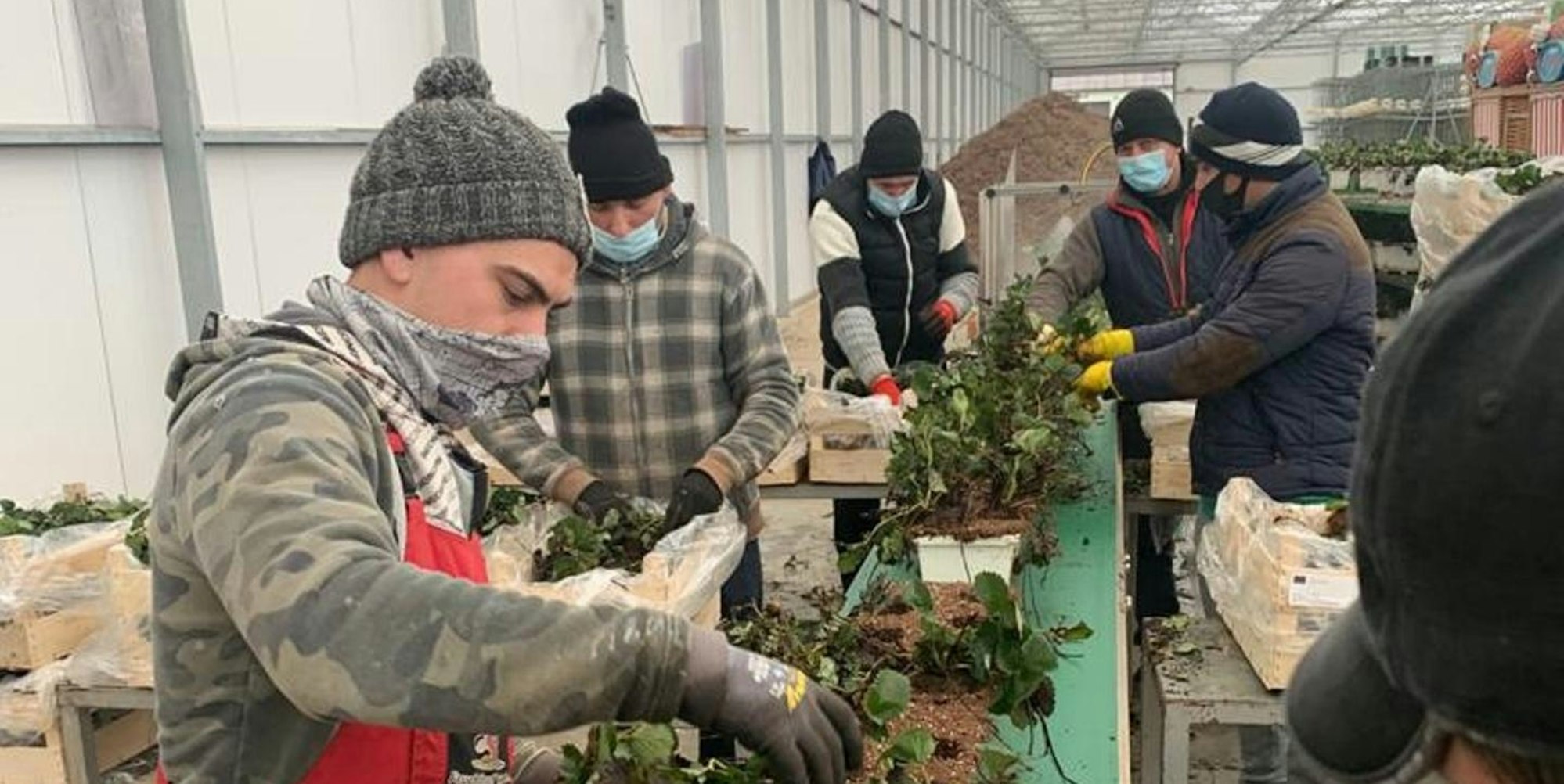 Erntehelfer aus Rumänien sind zurück in Swisttal PIC