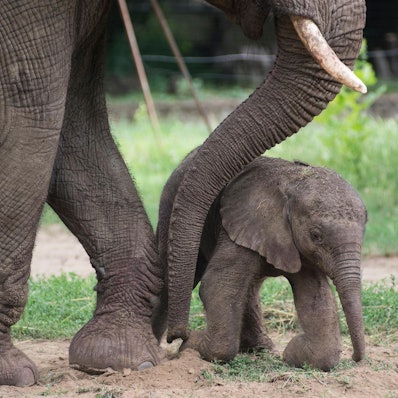 Elefantenbaby
