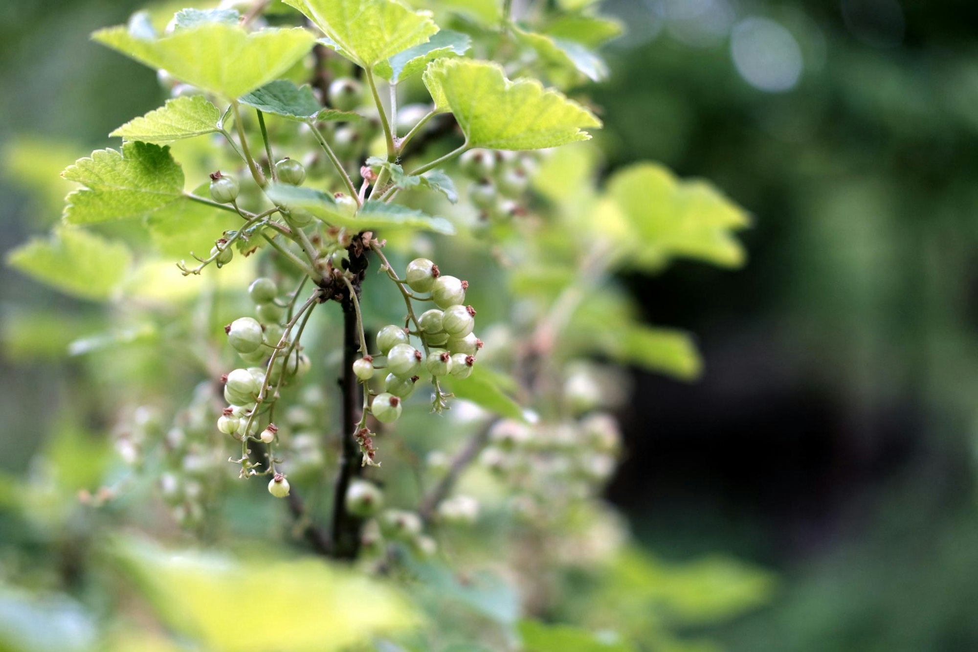 Johanisbeer20190506max-garten21