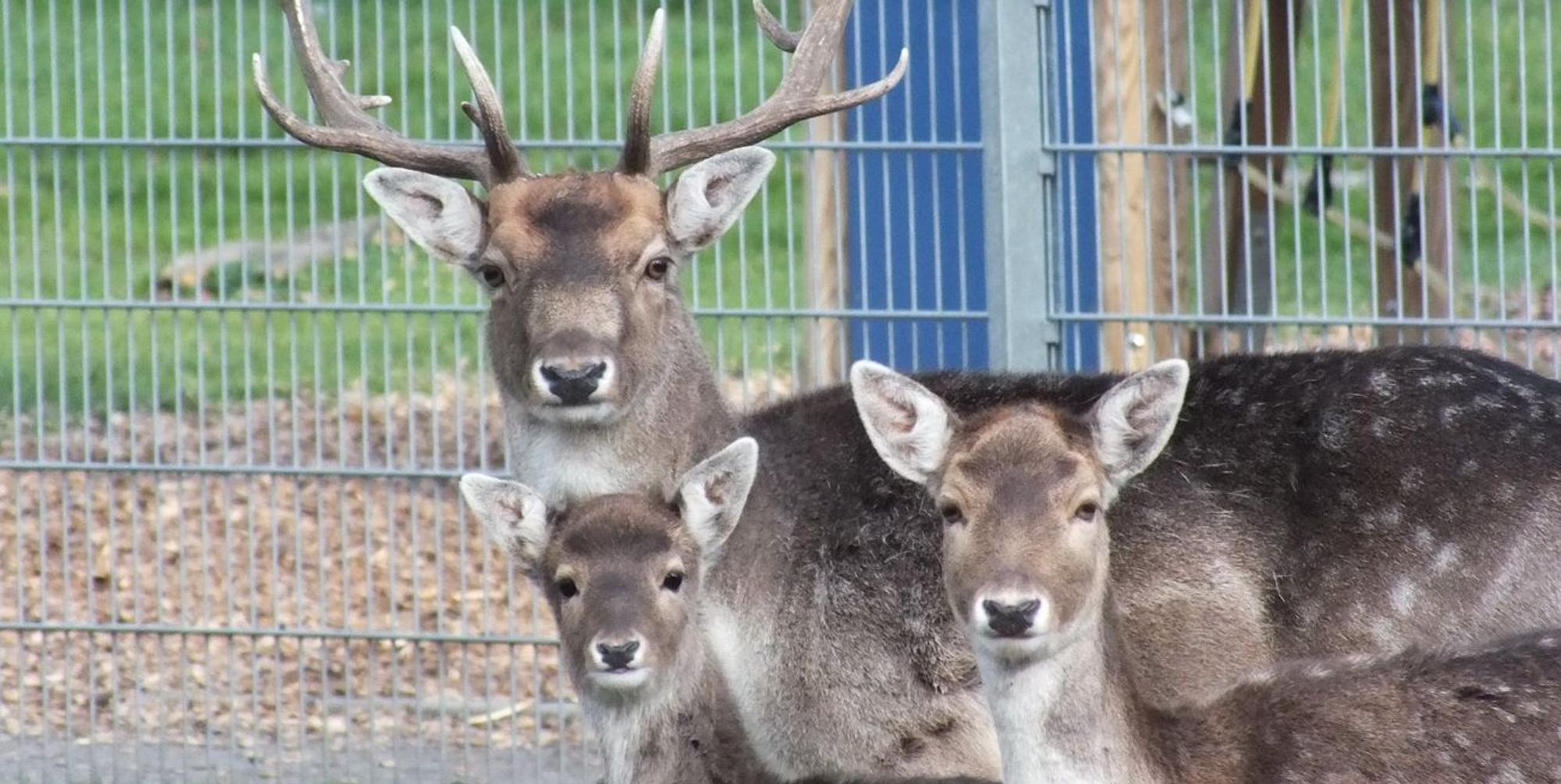 Tierpark_11032016