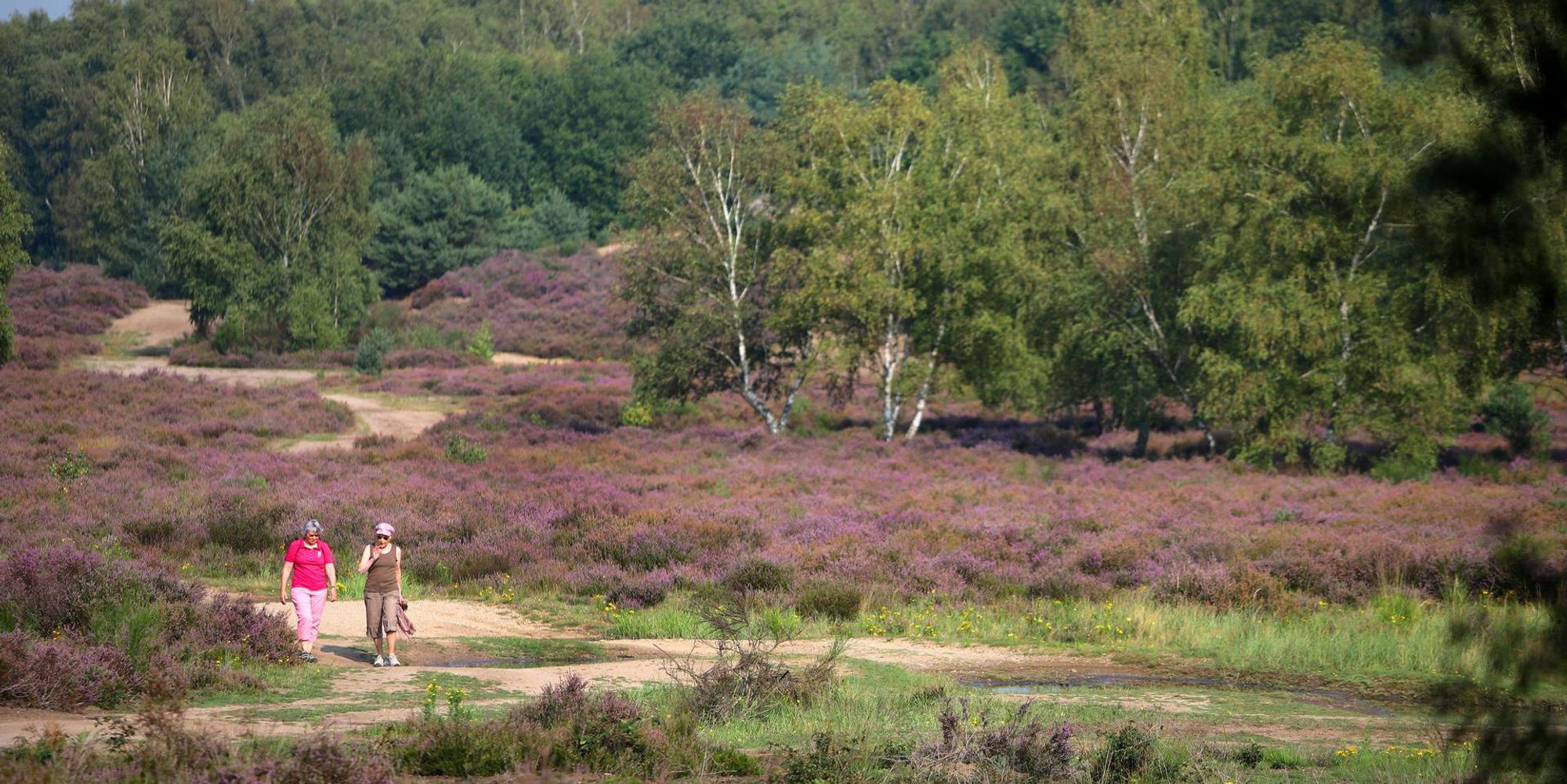 Wahner_Heide_2