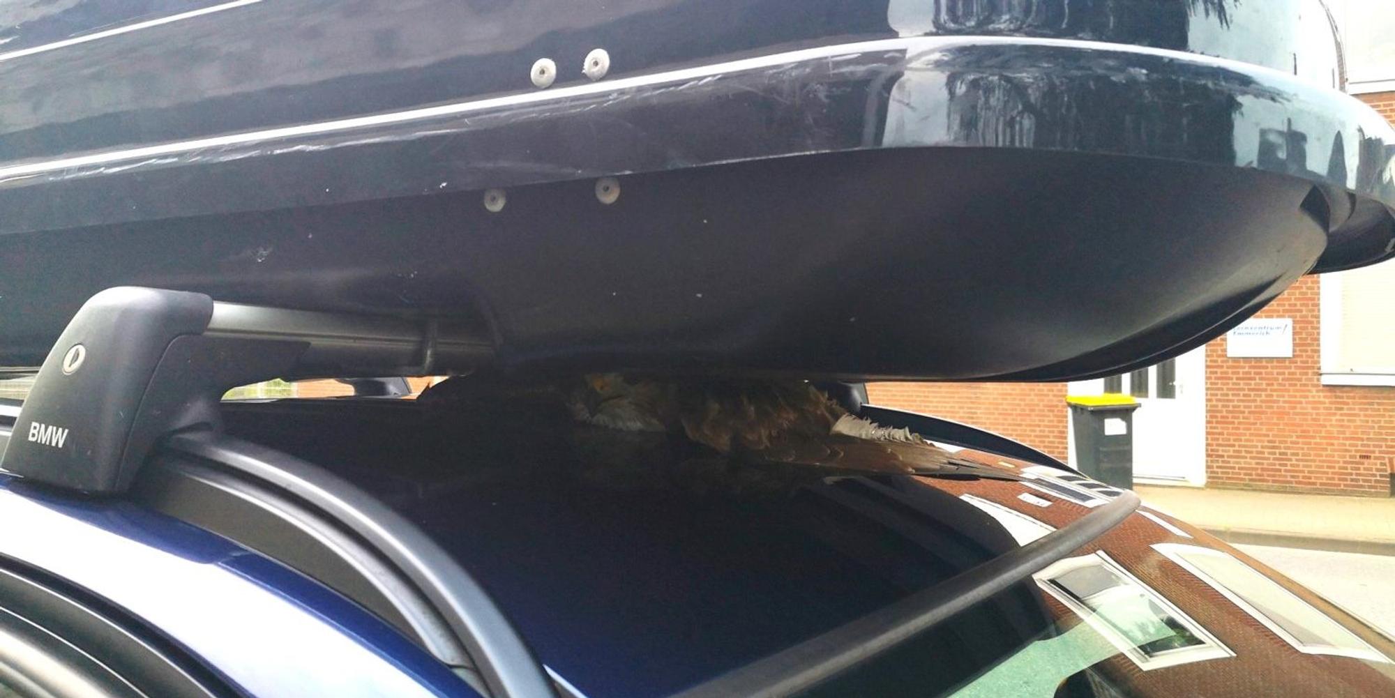 Bussard eingeklemmt