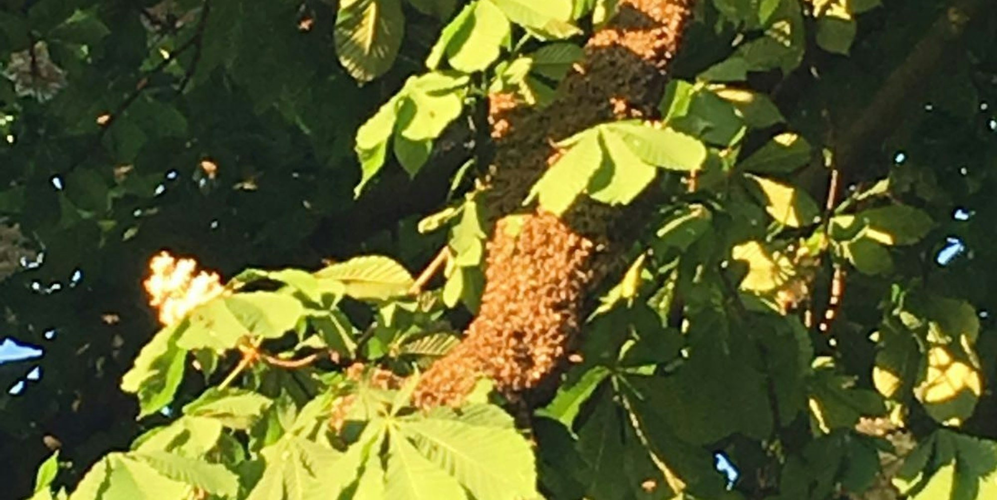 Bienenschwarm_Kastanie_I_11052016