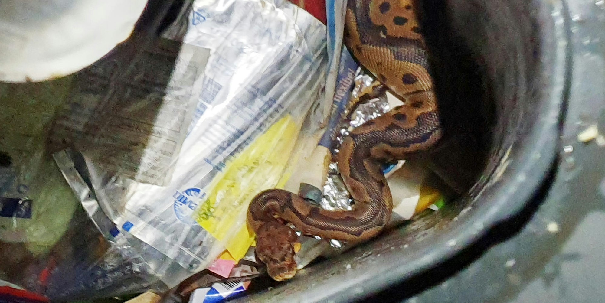 Königspython in Bönen Polizei Unna