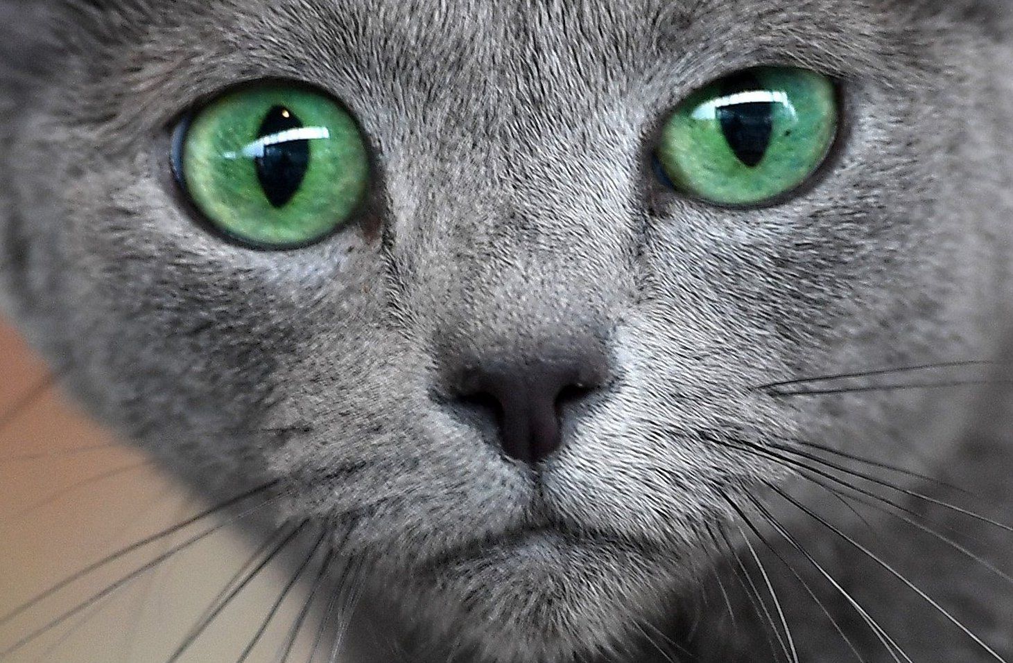 Katze dpa neu