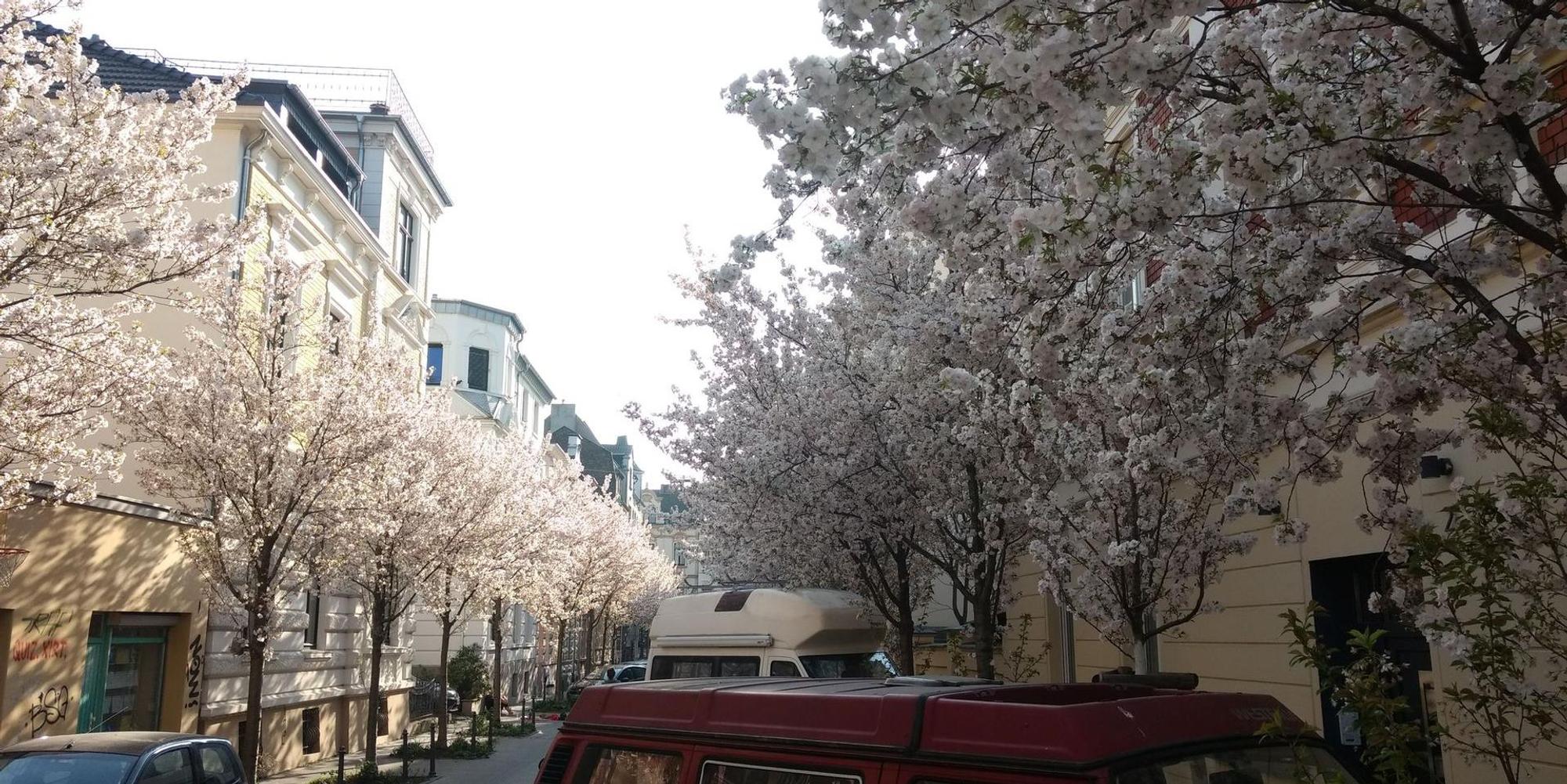 Kirschbluete_Michaelstrasse