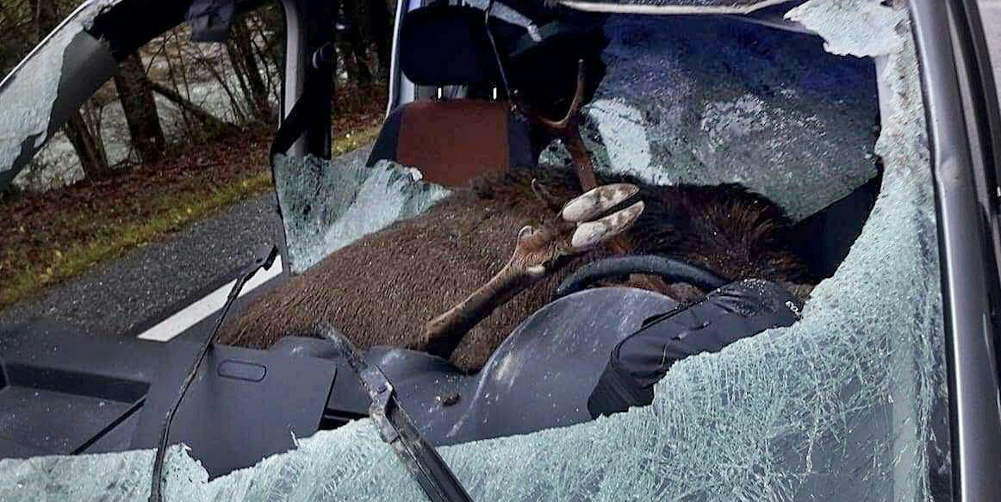 toter-hirsch-wildunfall