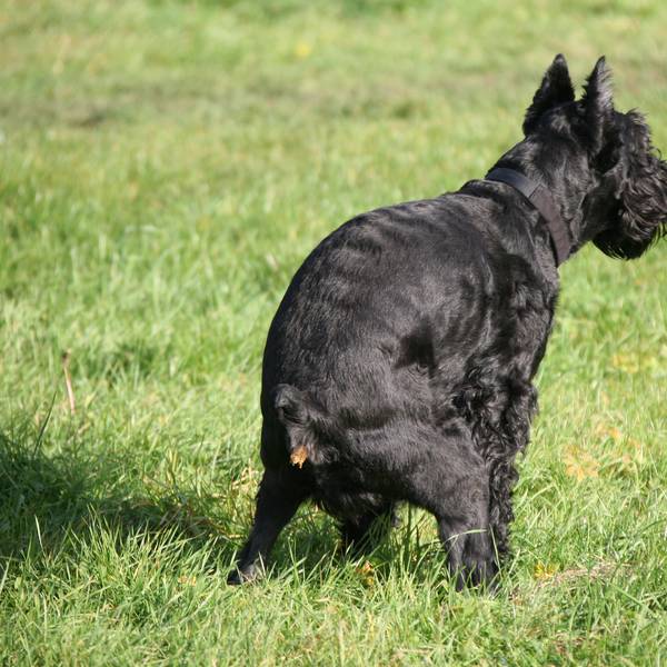 Hundehaufen