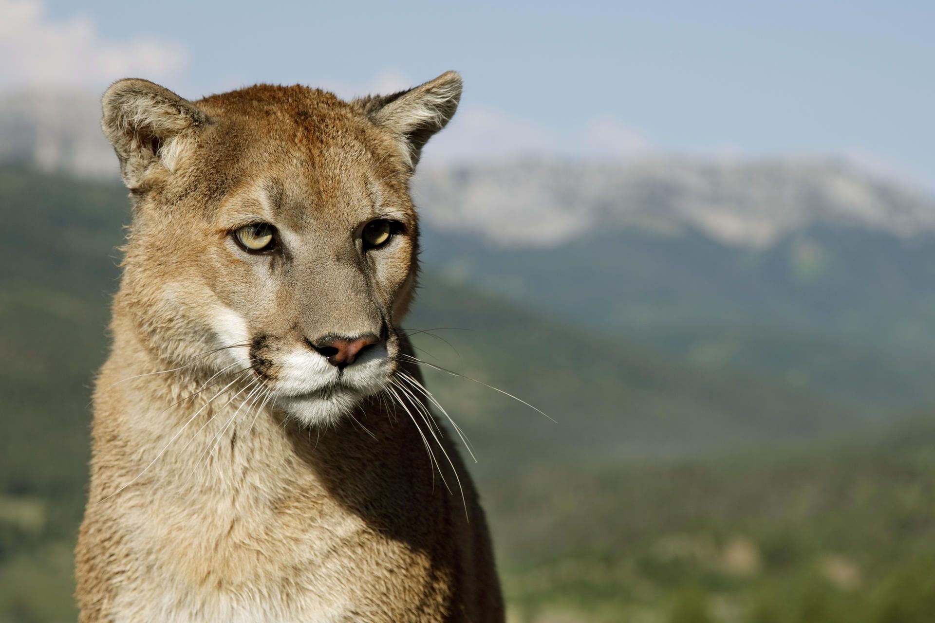 Puma oder auch Berglöwe genannt