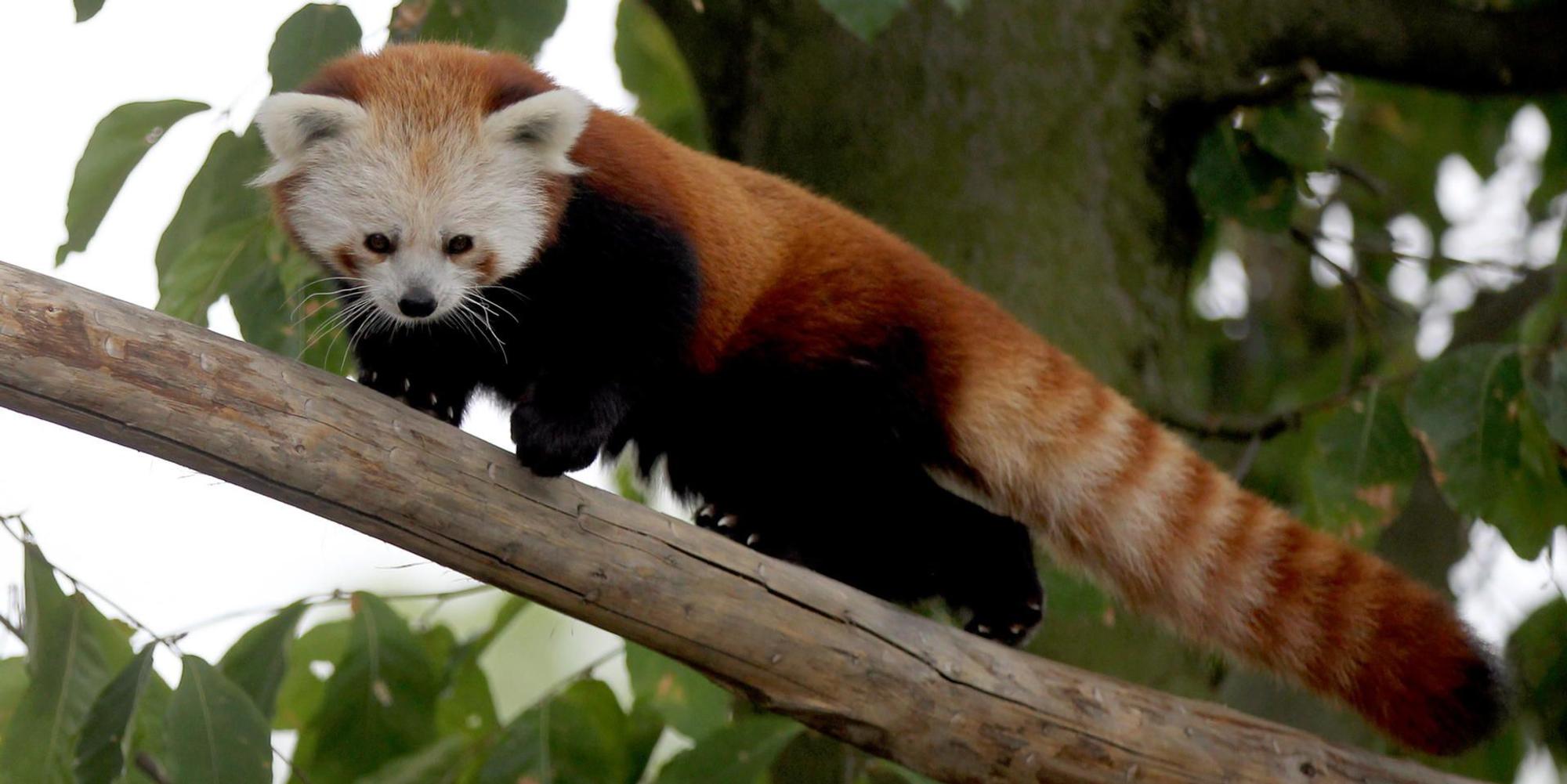 nab180820_Zoo_Kleiner_Panda_12