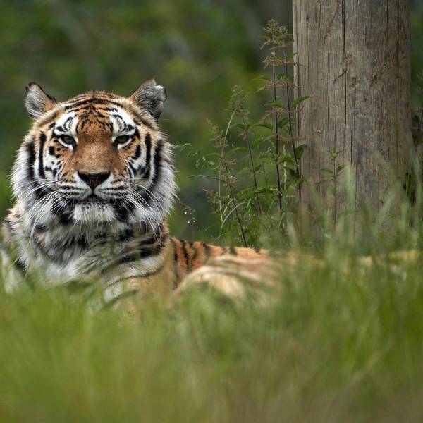 Tiger Kölner Zoo