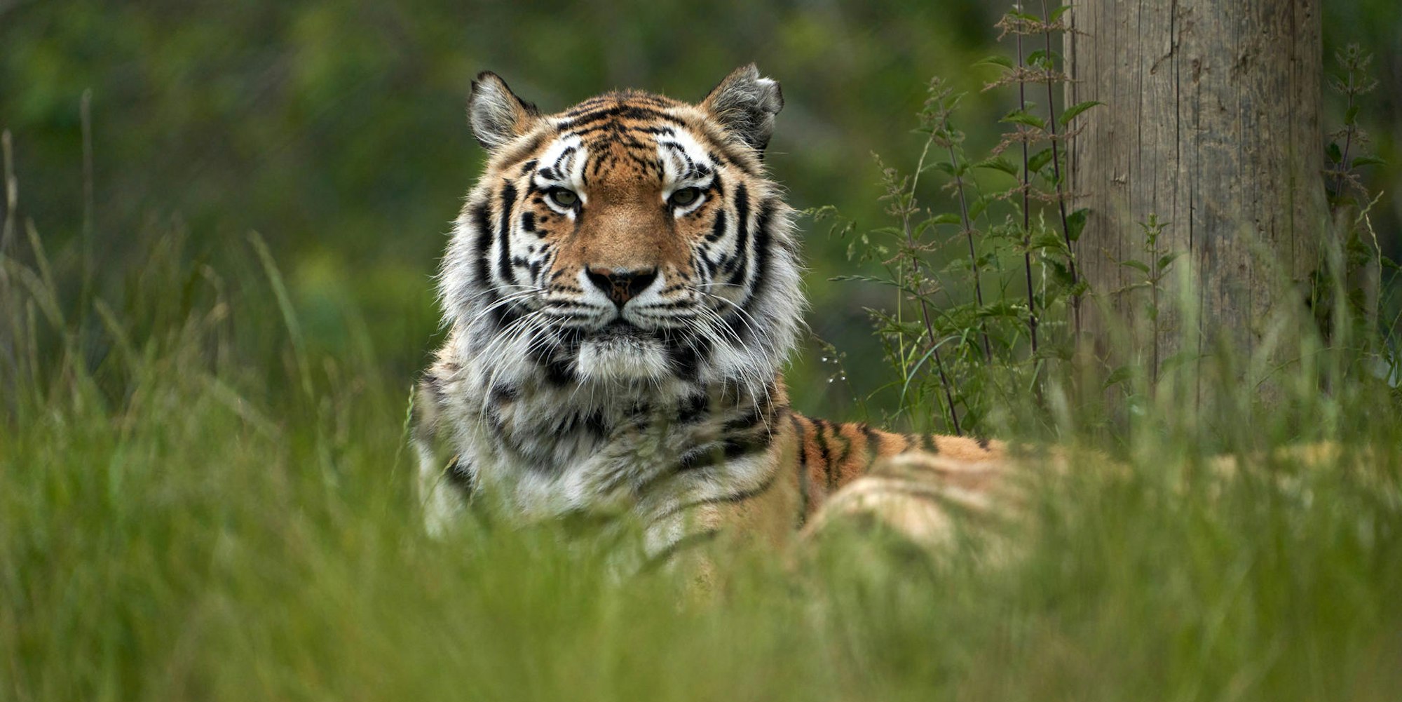 Tiger Kölner Zoo