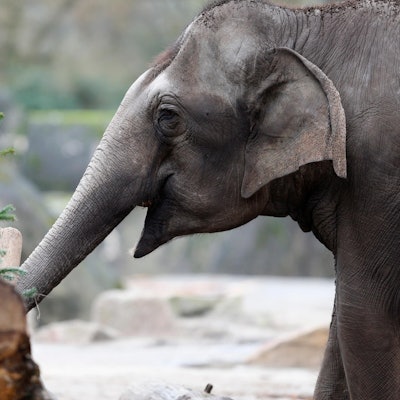 20190108_tb_Weihnachtsbaeume_Elefanten_016