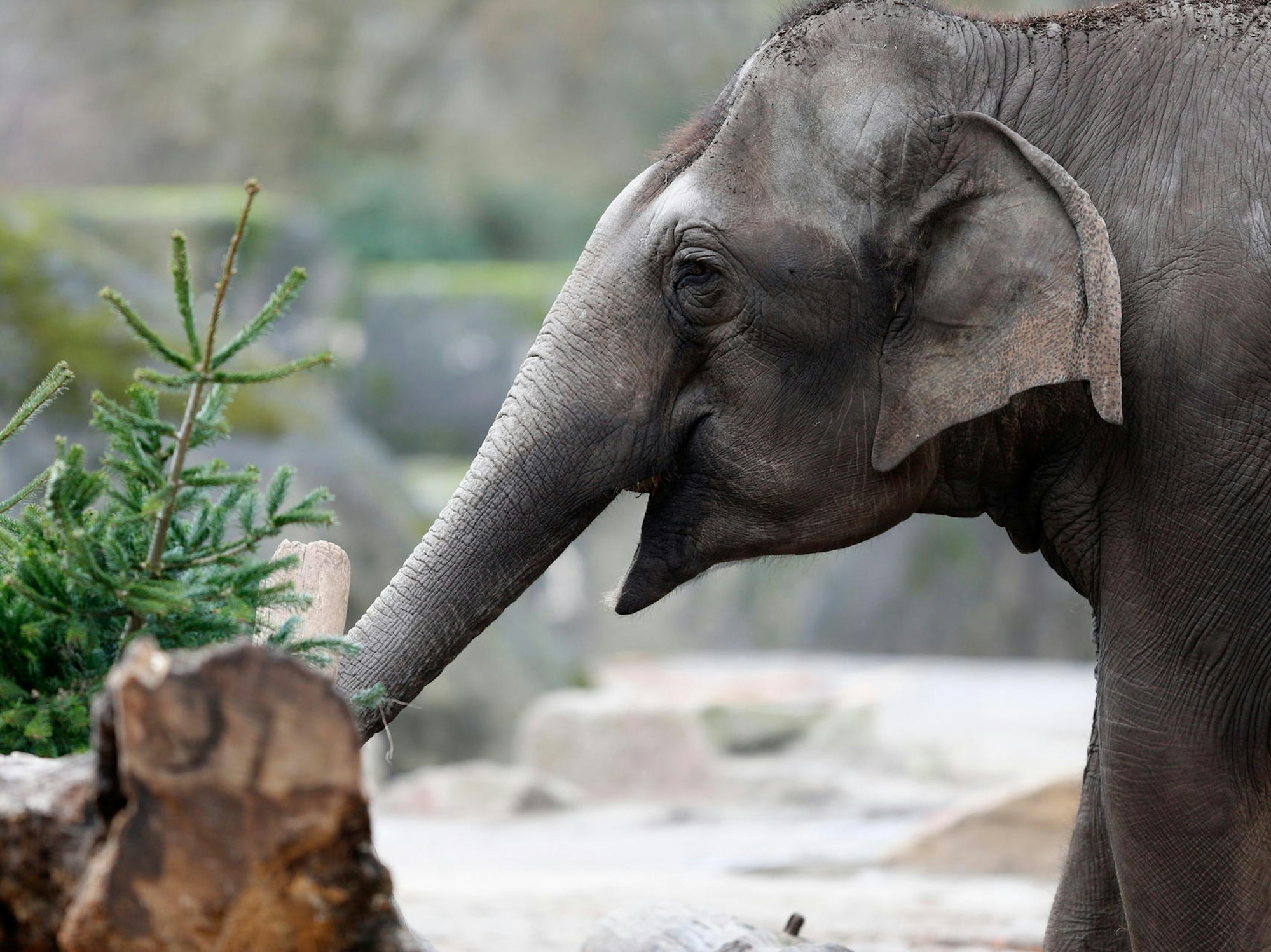 20190108_tb_Weihnachtsbaeume_Elefanten_016