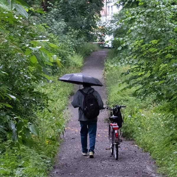 Waldweg dpa