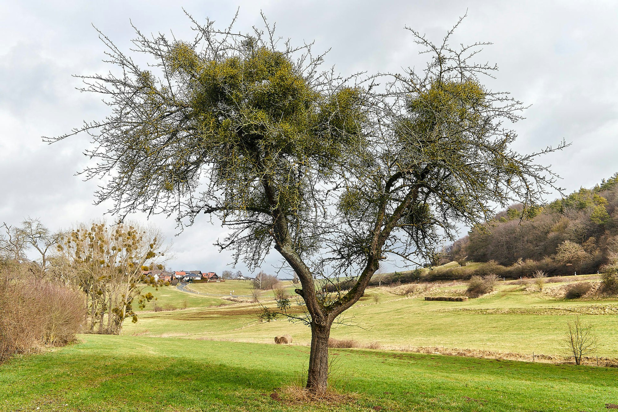 Misteln auf dem Vormarsch_002