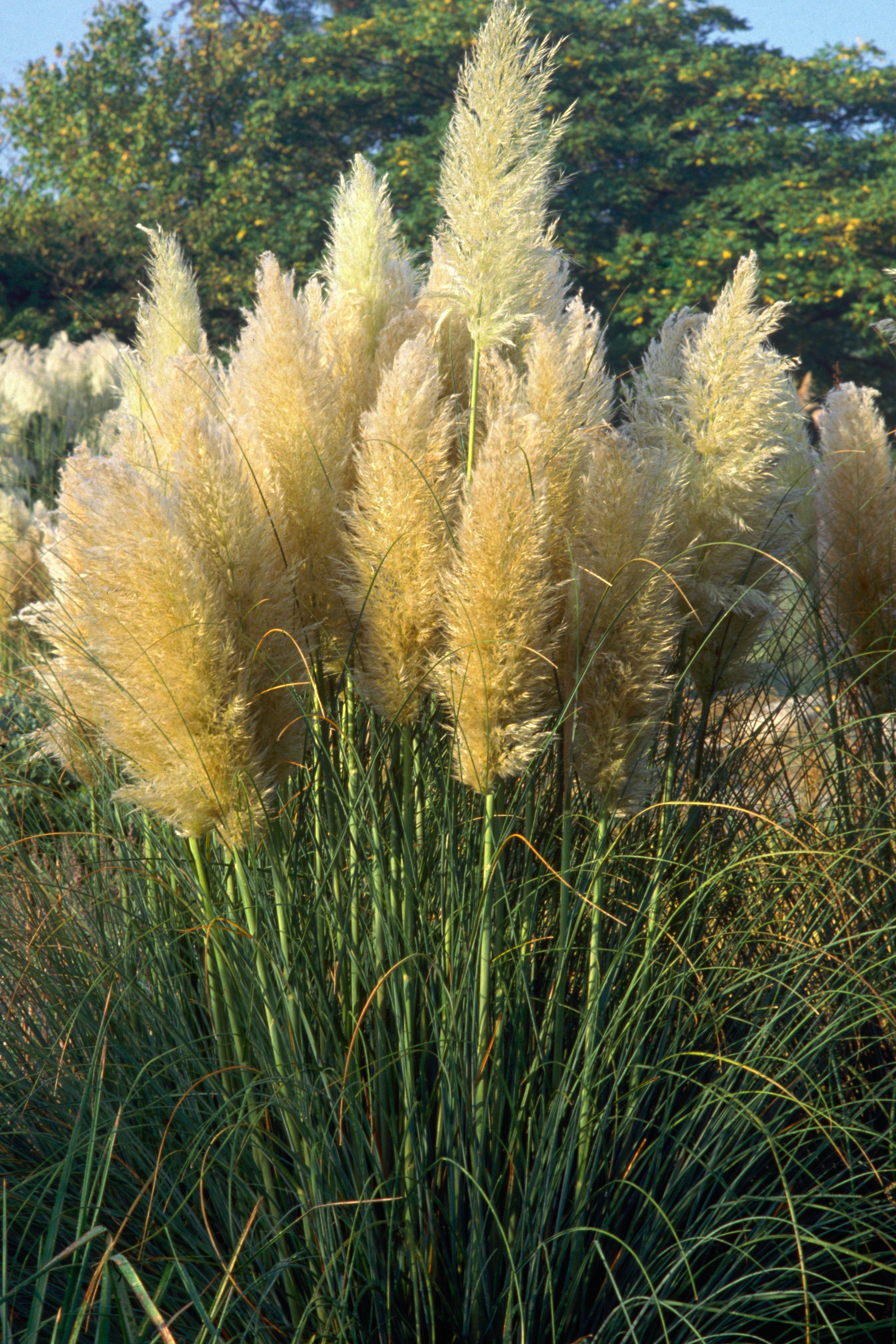 Pampasgras (1)