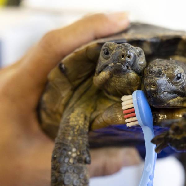 Schildkröte Janus wird 25 030922