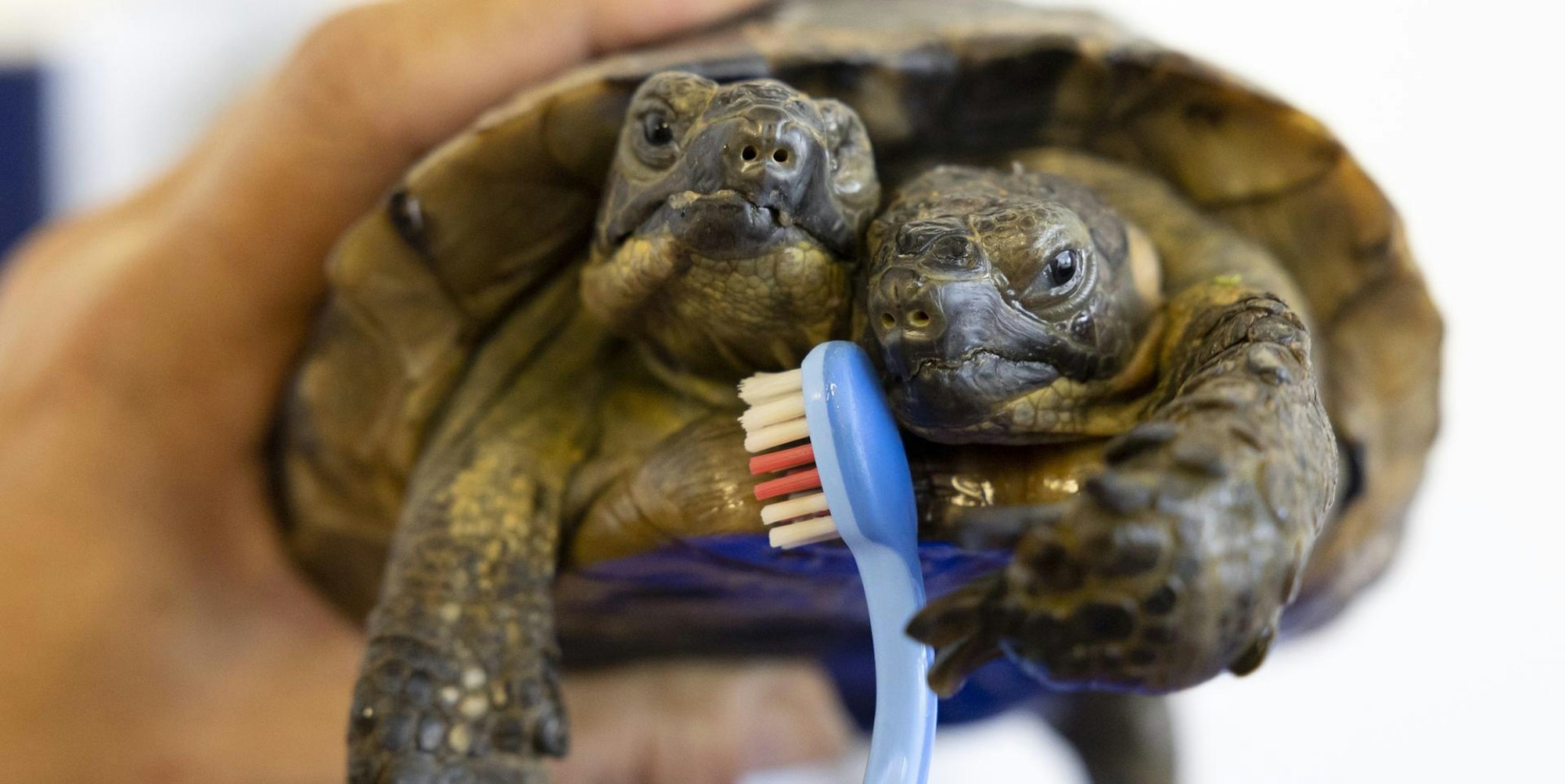 Schildkröte Janus wird 25 030922