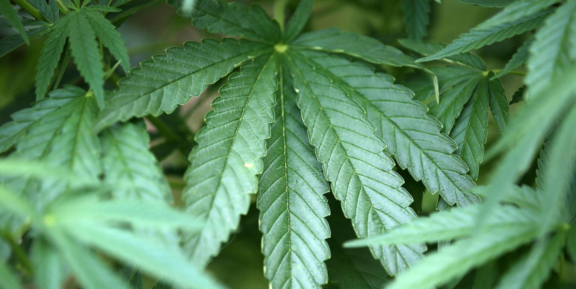 Cannabis dpa neu