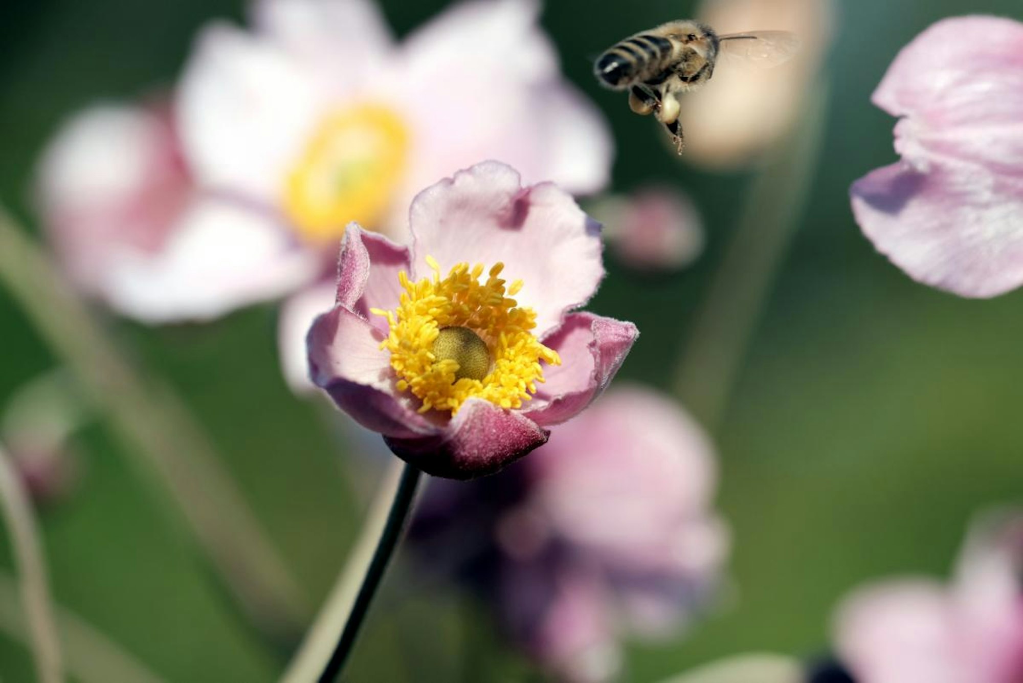 Bild 5 20200810-MAX-gartenkalender-04