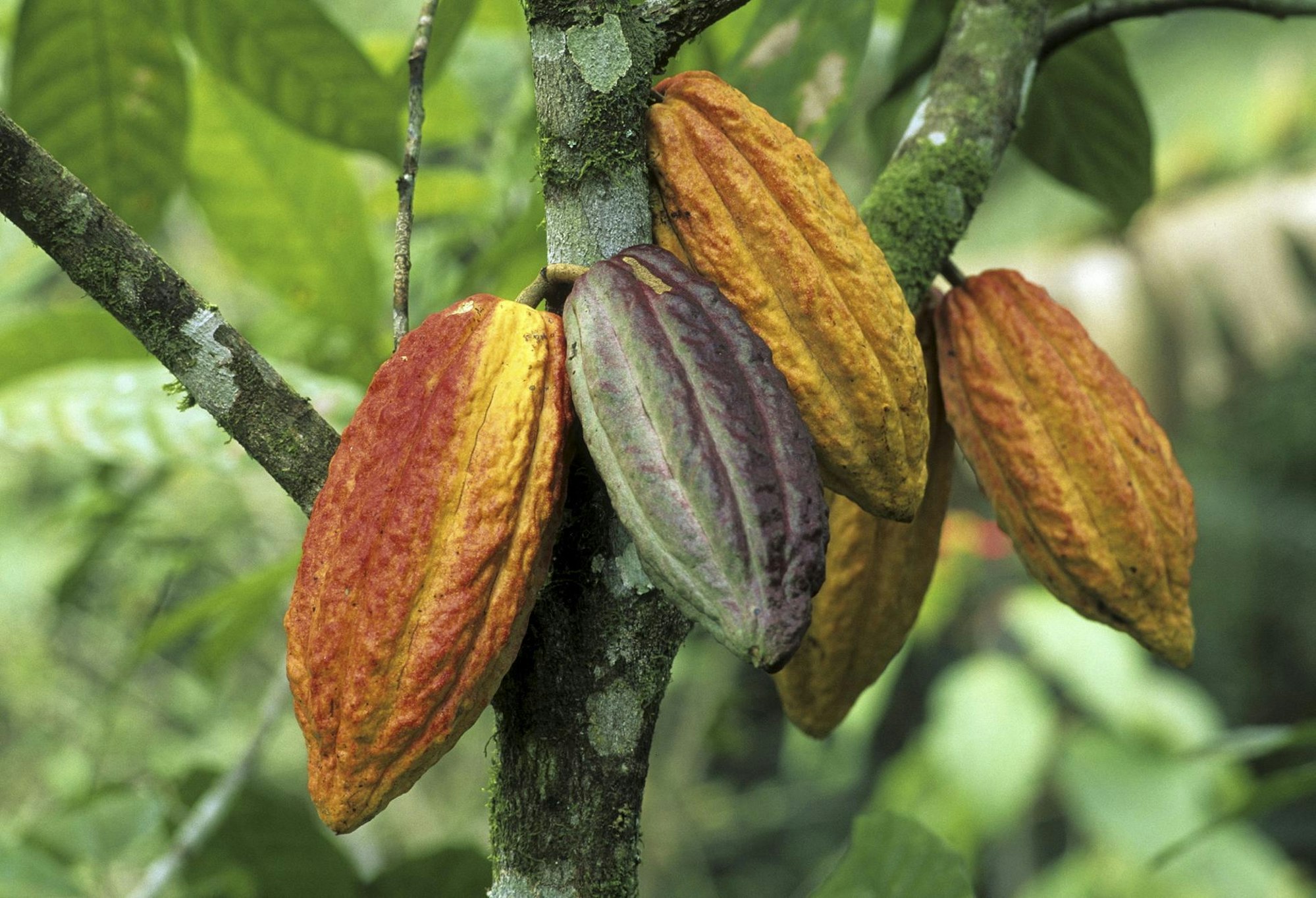 Kakaopflanze_im_Brasilien