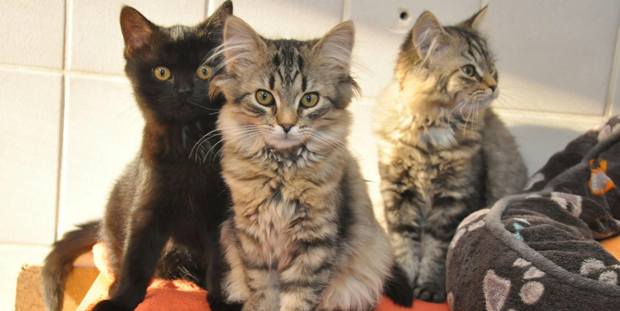 bg-Tierheim-Fundtiere-FTZ_(13)