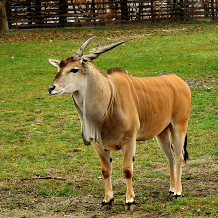 Elenantilope IMAGO 290822