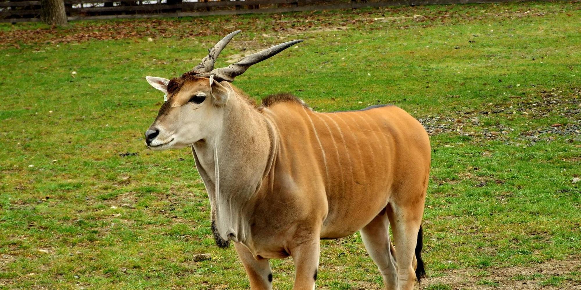 Elenantilope IMAGO 290822