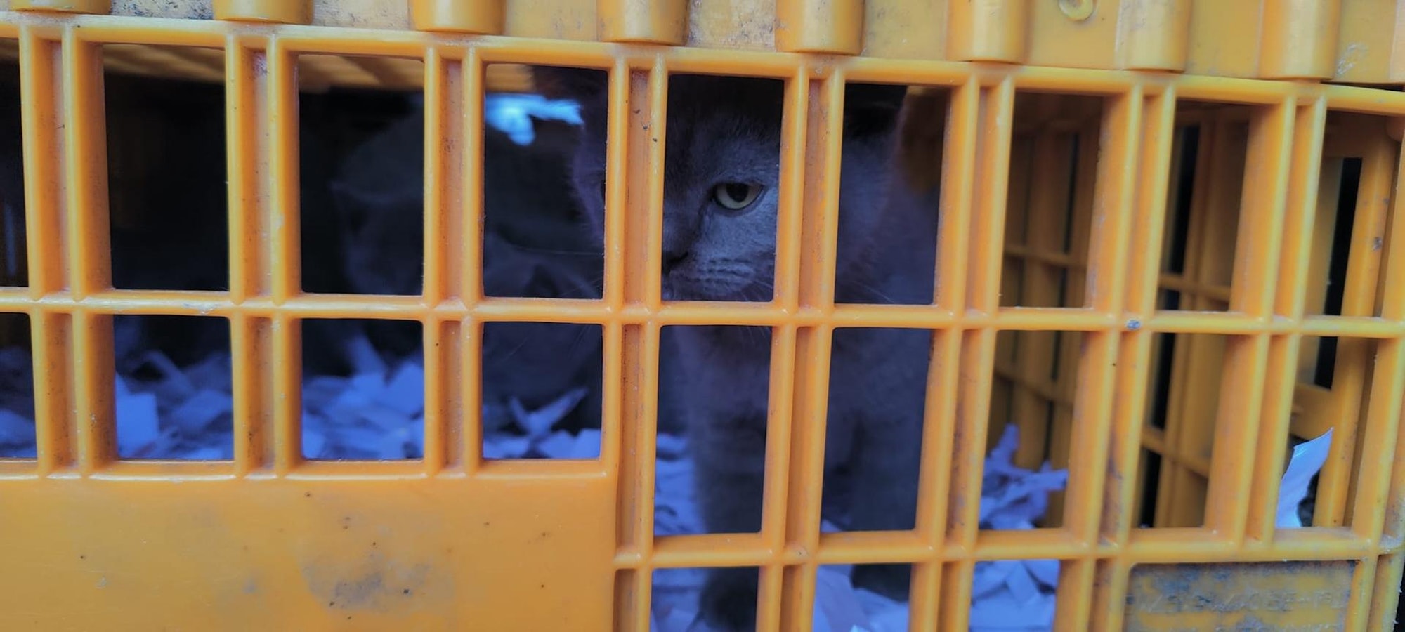 Eingesperrte Katze