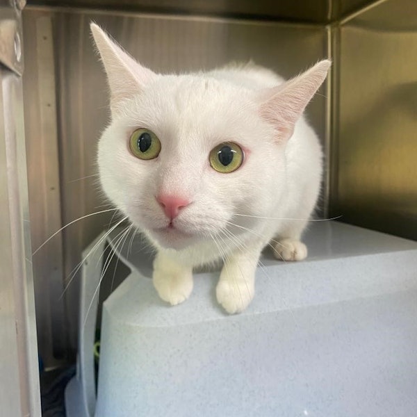 20220727-ber-tierheim-katze-yuki