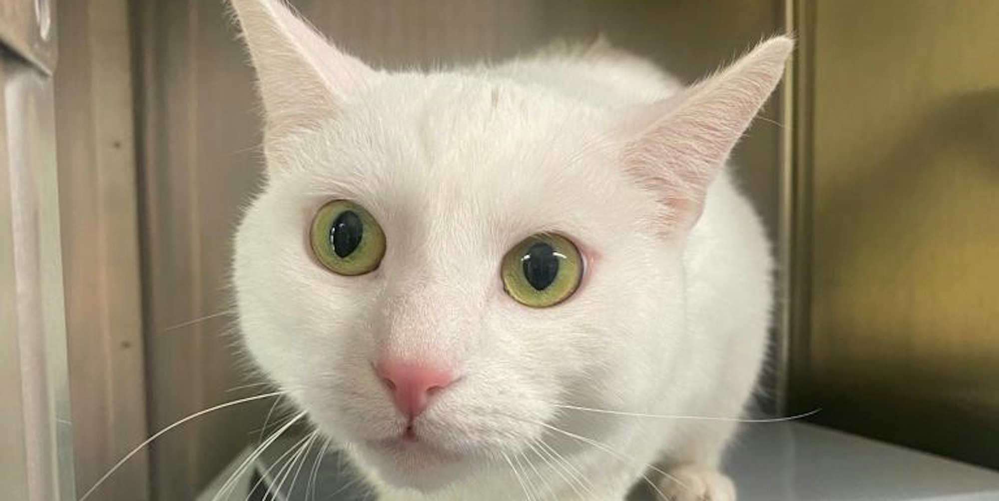 20220727-ber-tierheim-katze-yuki