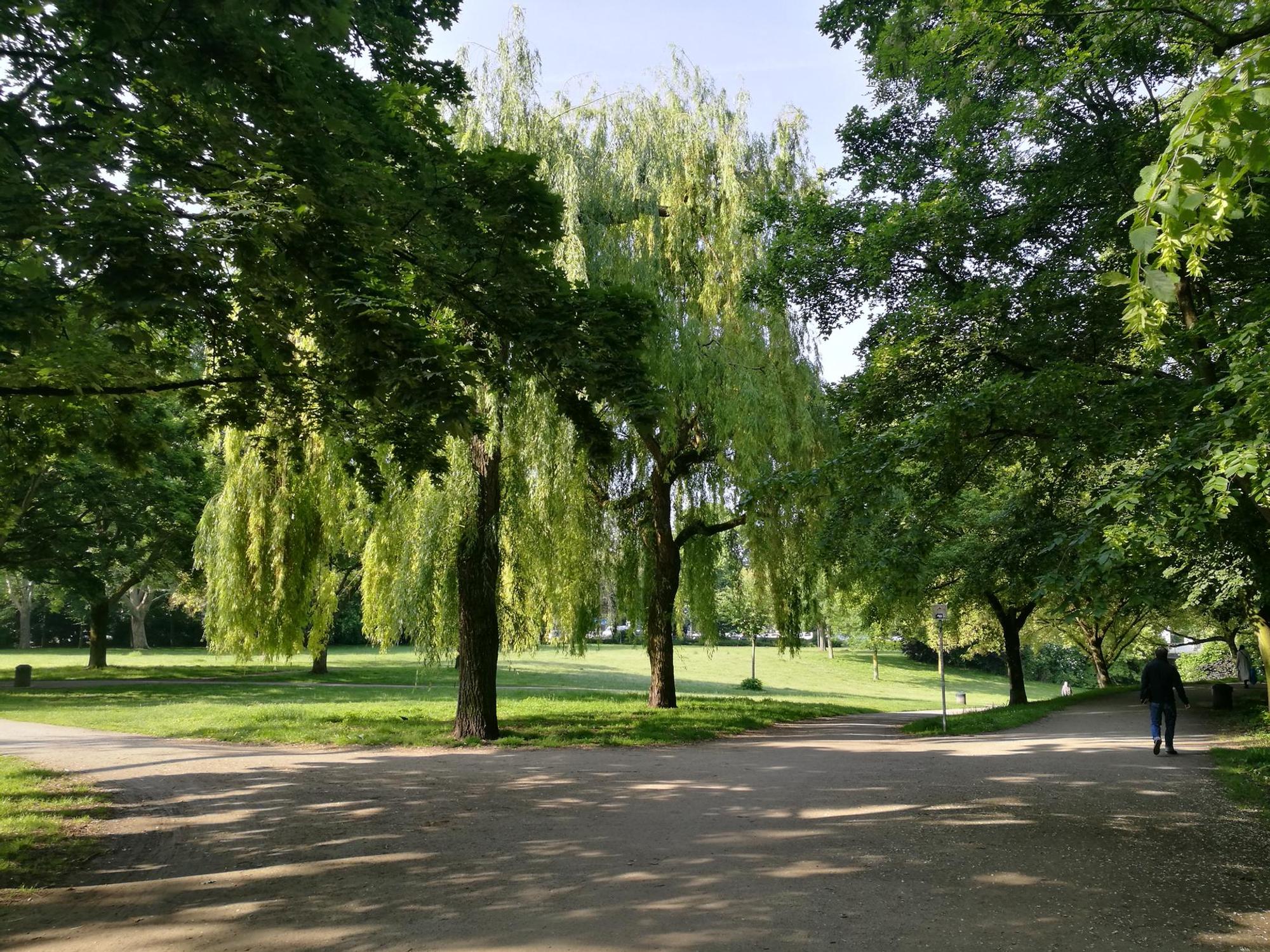 Lohsepark Trauerweide (2)