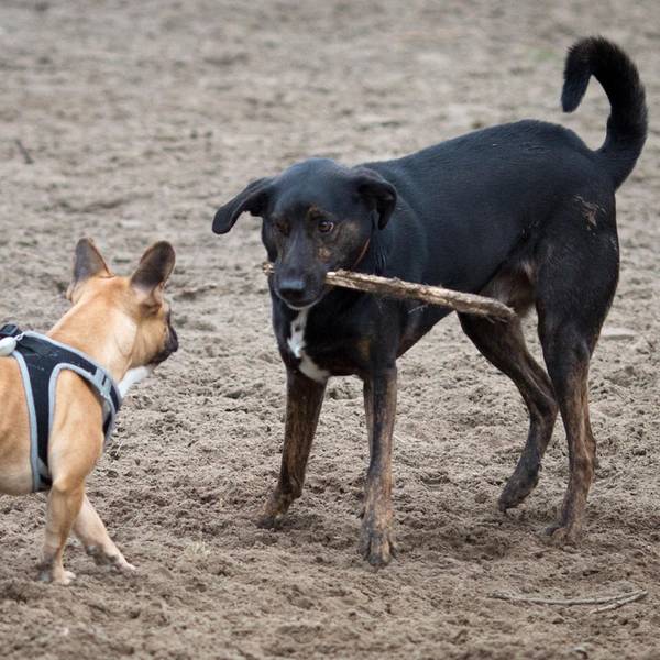 Hunde