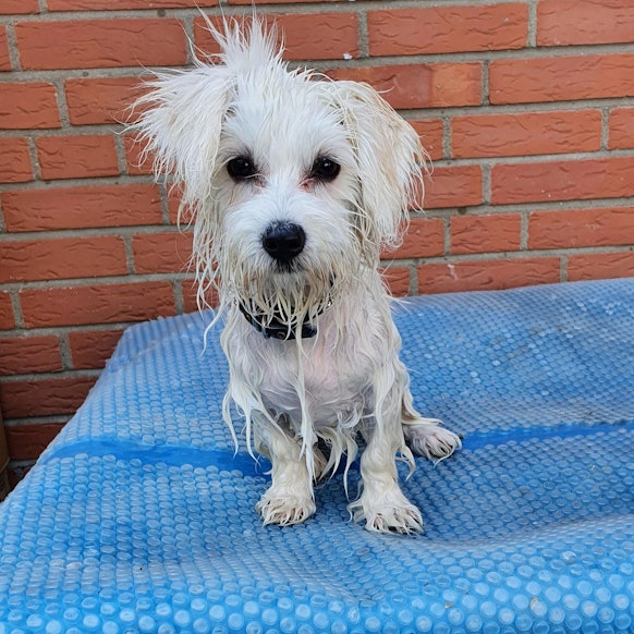 Tierfreunde_Rhein-Erft_Illegaler_Welpenhandel_(1)