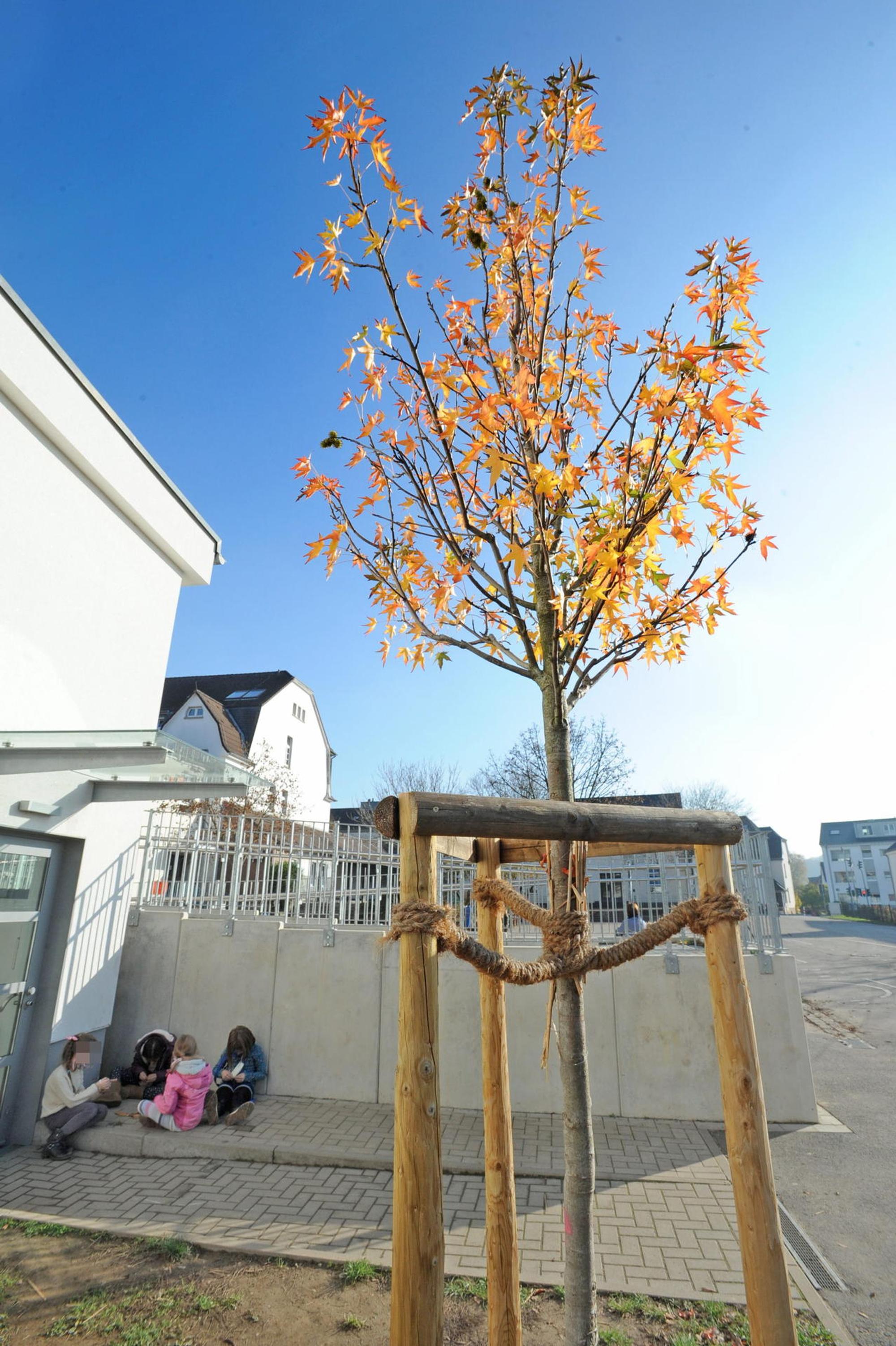 wu-leichlingen-stadtbaeume_(5)