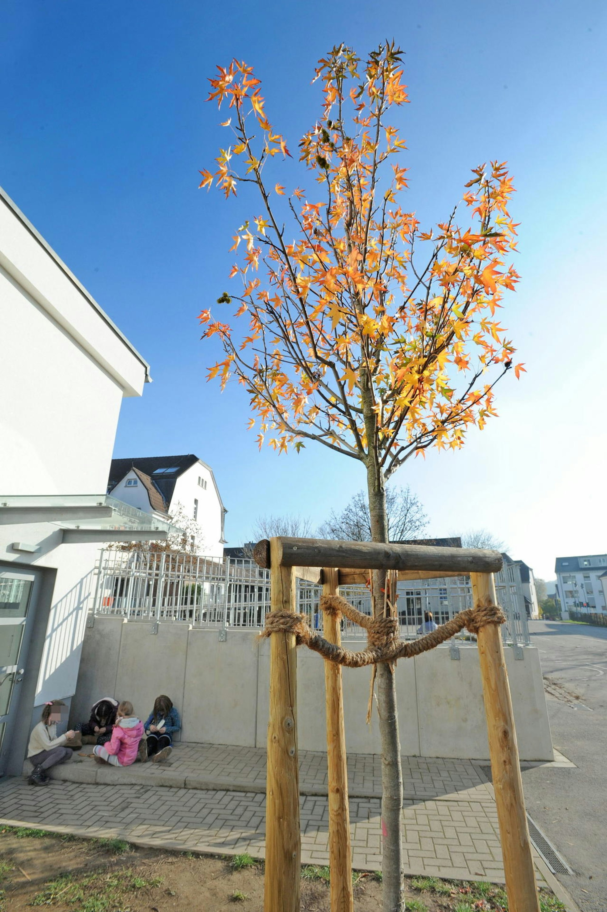 wu-leichlingen-stadtbaeume_(5)