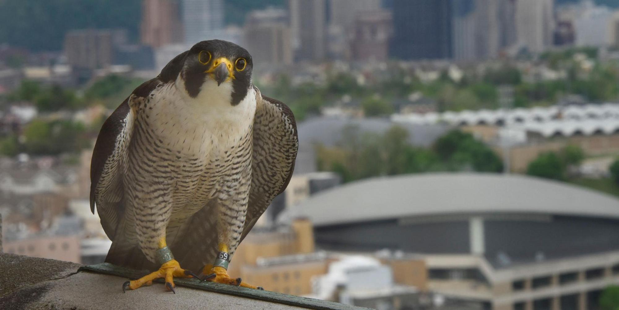 peregrine falcon