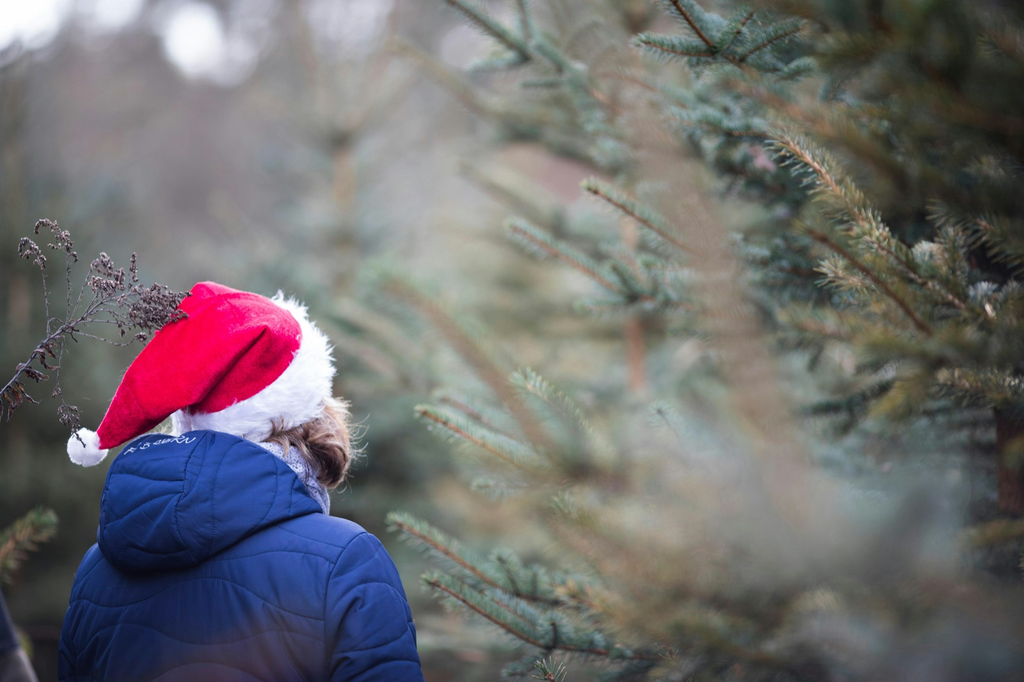 Tannenbaum schlagen dpa