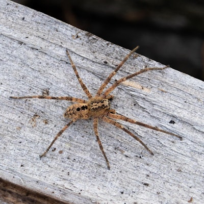 Nosferatu Spinne dpa 110922