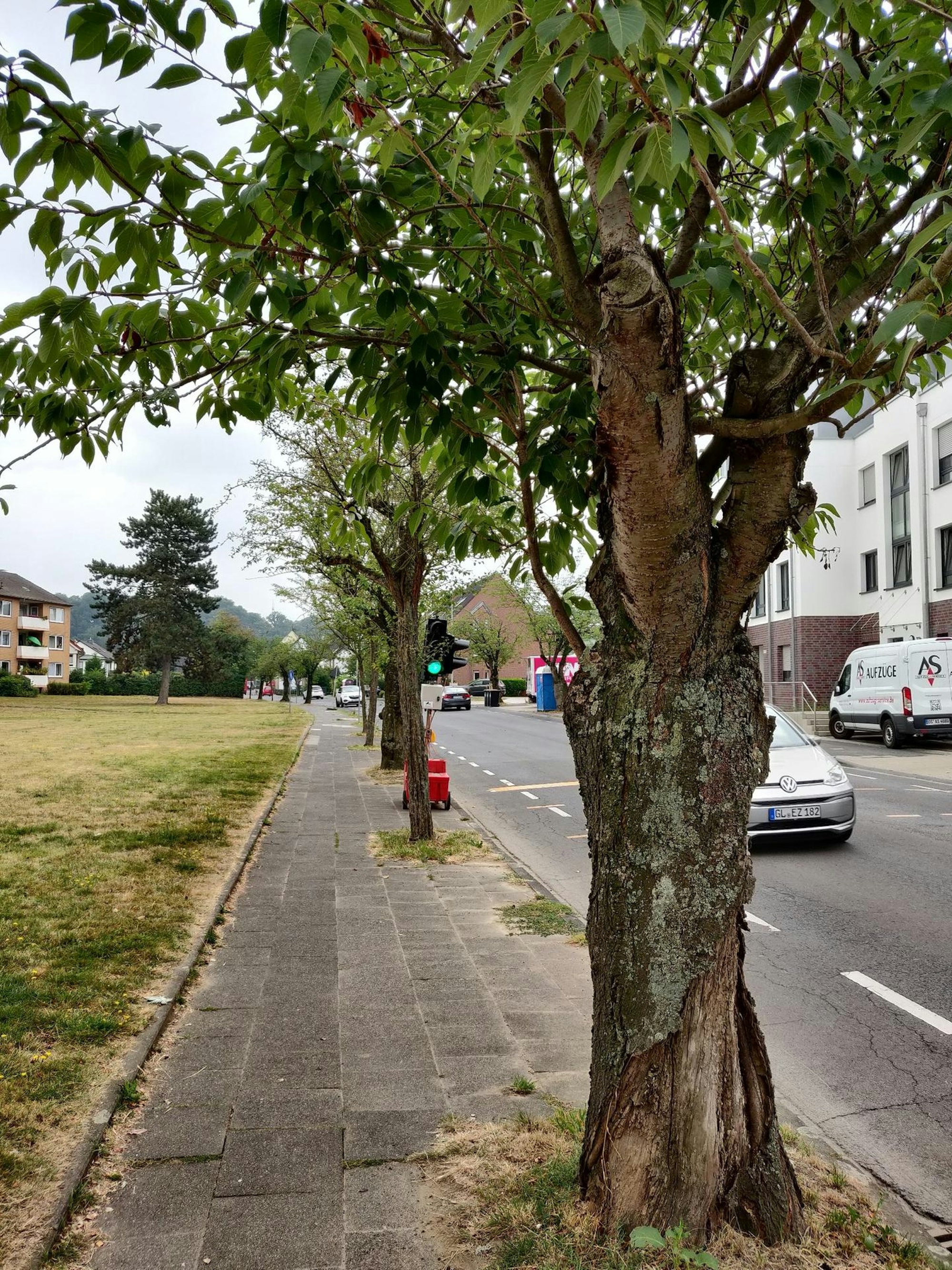 Bäume Neukirchener Straße