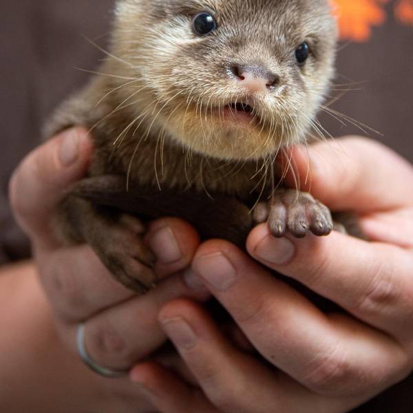 Kleve Otterbaby 1