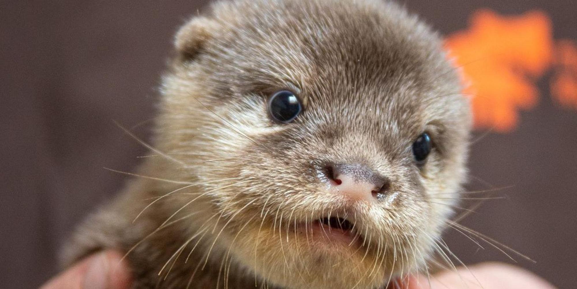 Kleve Otterbaby 1