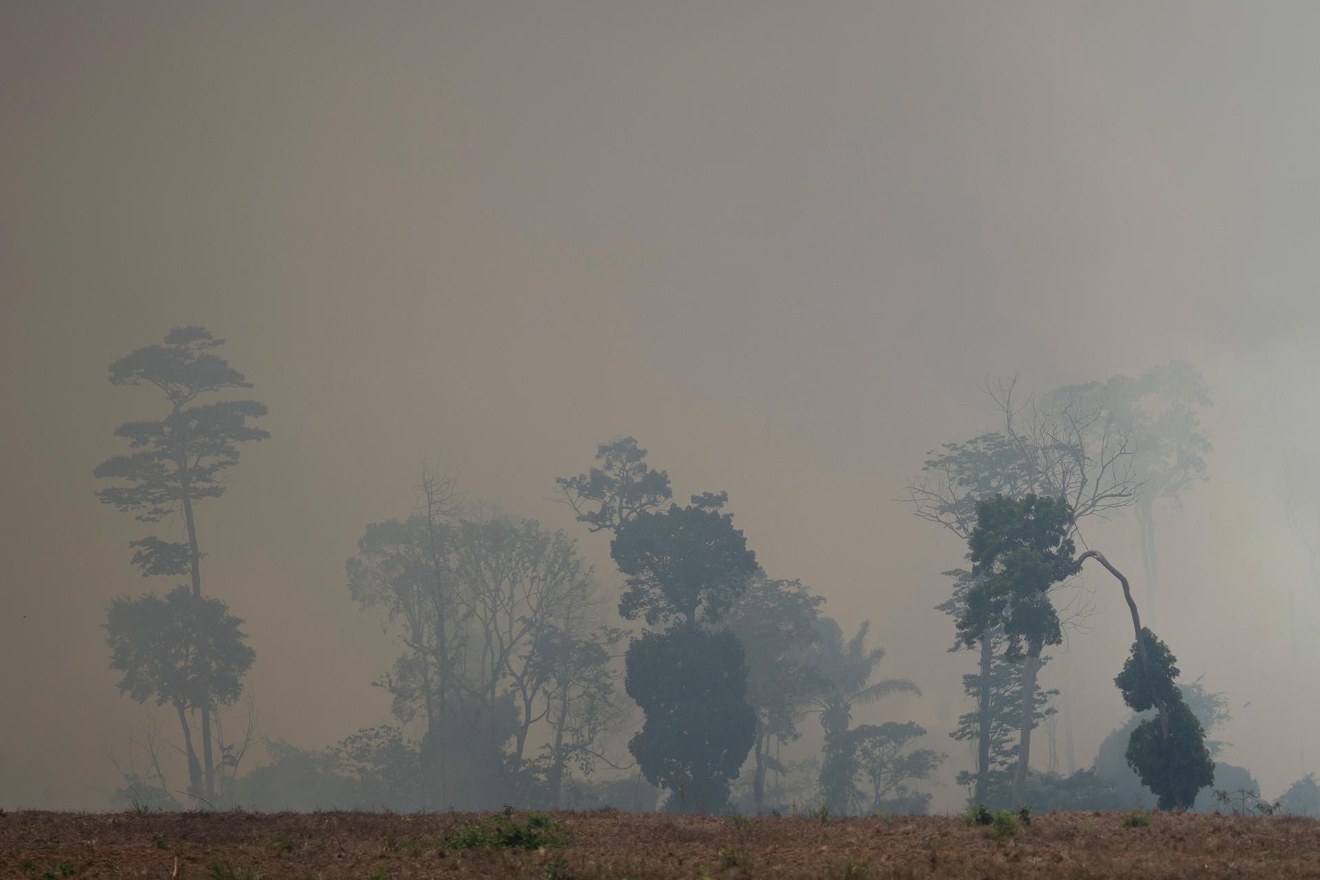 amazonas smok