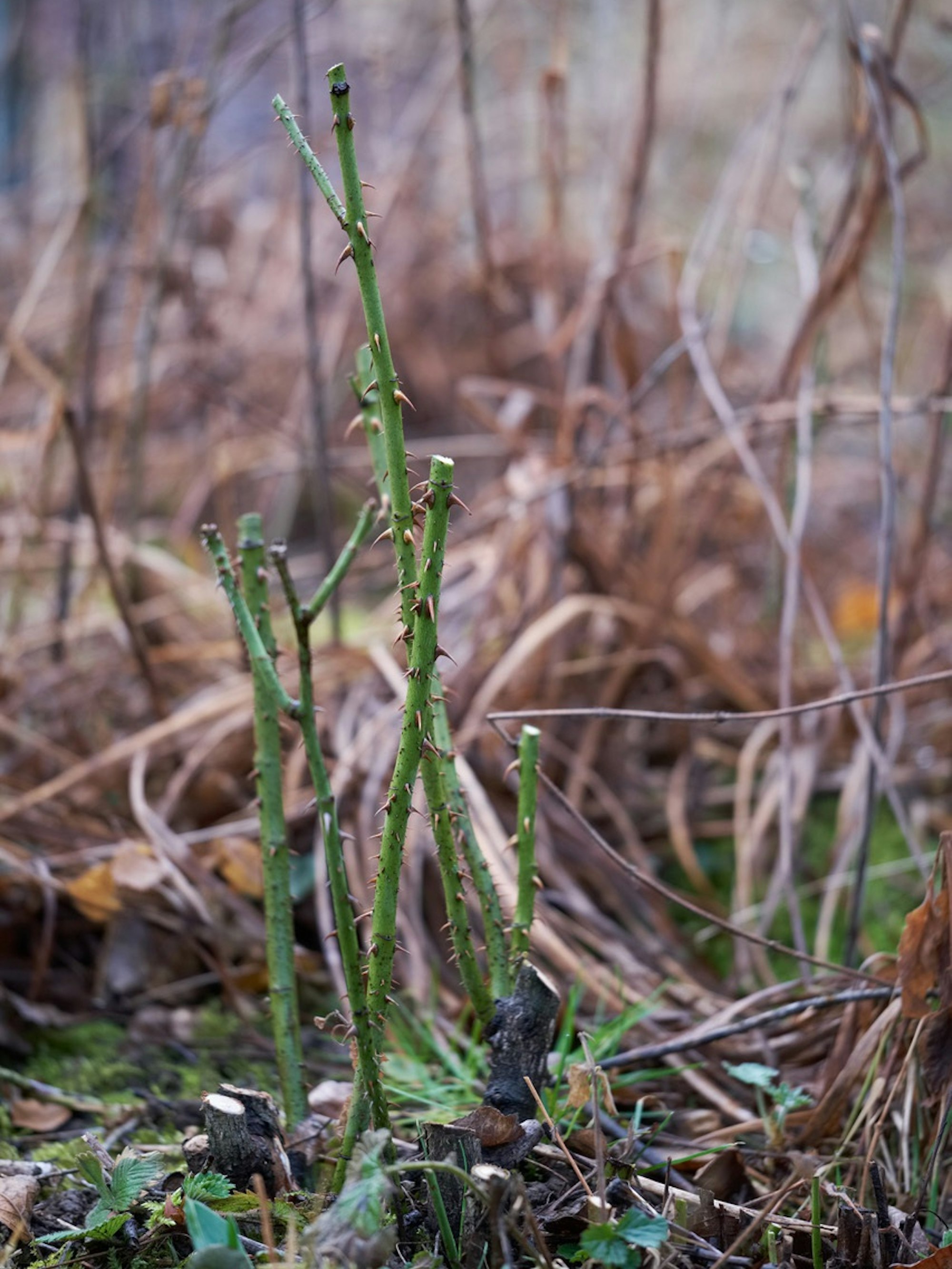rosenstrauch geschnitten