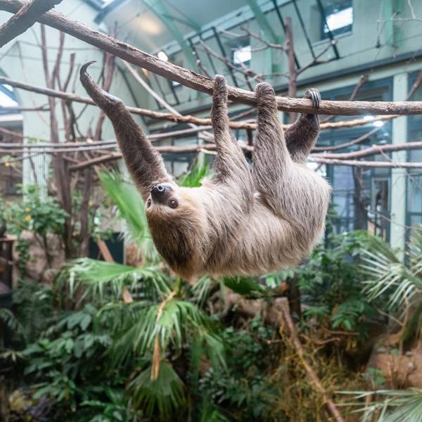 Faultier im Kölner Zoo 2