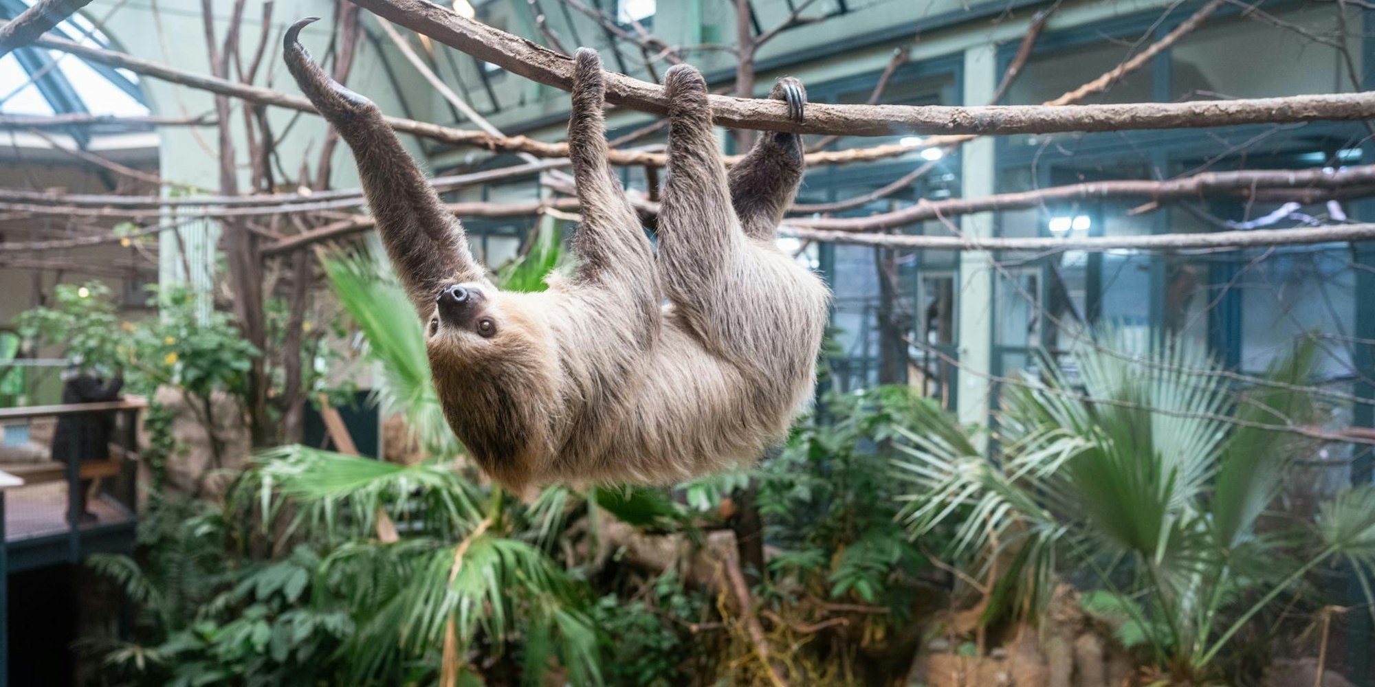 Faultier im Kölner Zoo 2