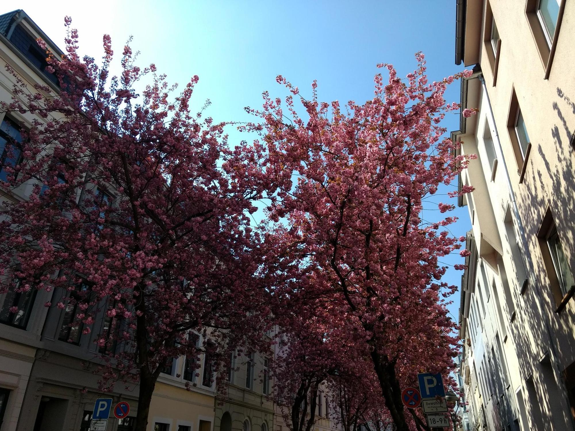 Kirschblüten_1