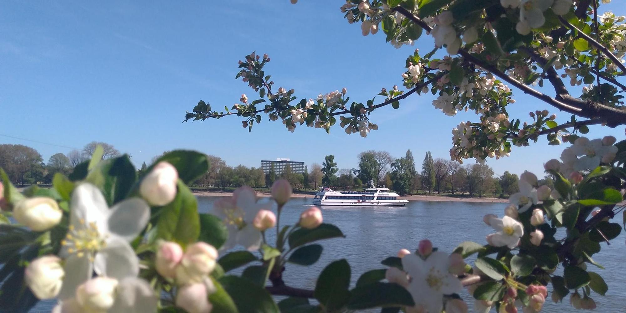 Schifffahrt2_Koeln_Rhein_Fruehling_Reiche